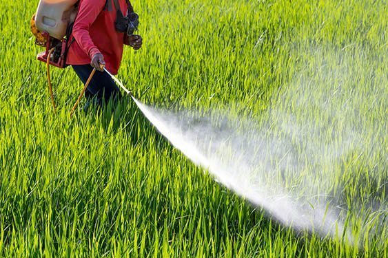 Jaki Wplyw Na Nasze Zdrowie Maja Pestycydy I Nawozy